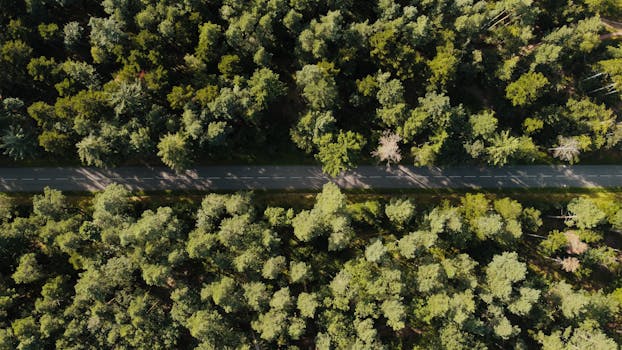 From Forest to Furniture: The Remarkable Journey of a Tree